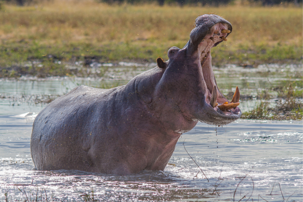 Tsavo East Red Elephants